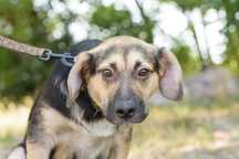 Tabaka - ok. 8 miesięczna cudna sunia do adopcji