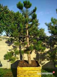 Drzewo Sosna Czarna Niwaki 330cm-400cm - Pušis Juodoji