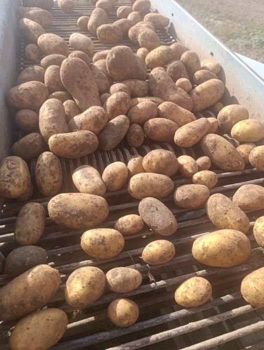 Ziemniaki odmiany Anna Bernina  10kg