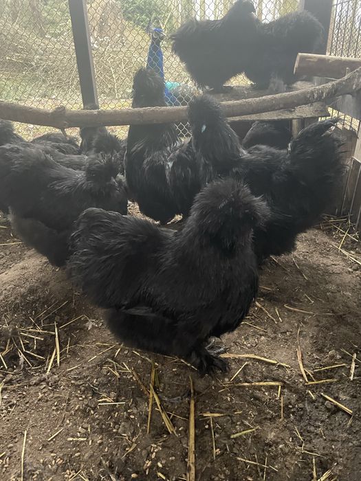 Kury silki jedawabiste typ USA 2024 r czarne