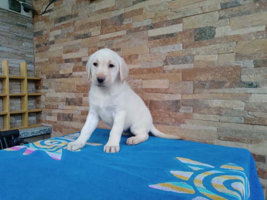 Labrador Retriever biszkopcik