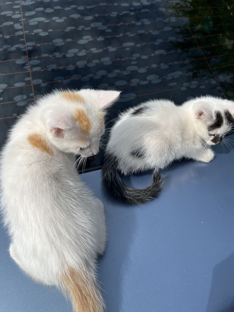 Котики в добрі руки