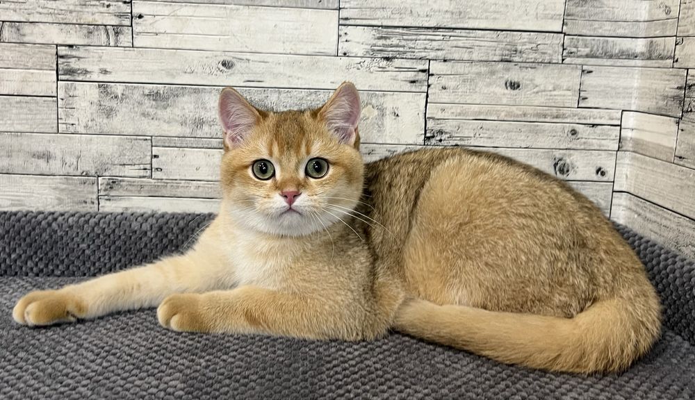 Шотландський котик
