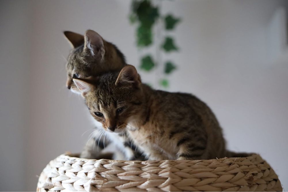 Feniks i Uno kot koty kociaki kotki do adopcji oddam za darmo