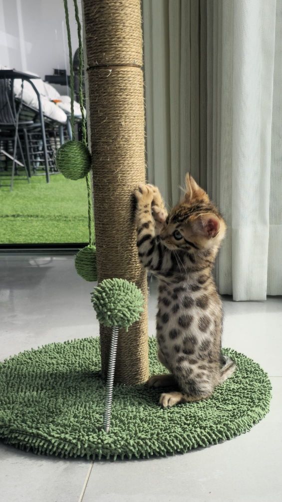 Gato bengal brown