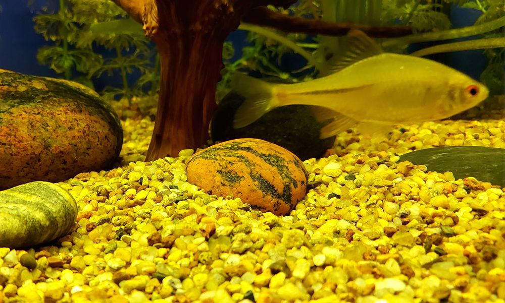 Rybki Tęczanki 4-5cm