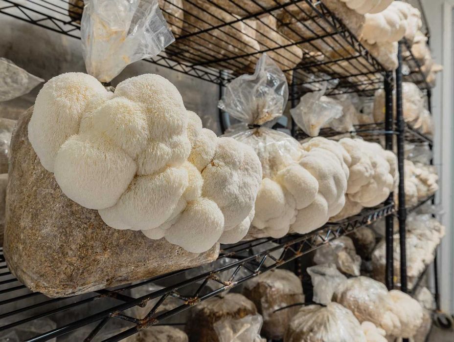 Lion's Mane, фермерський Їжовик Гребінчастий 〉Вирощений у Карпатах...