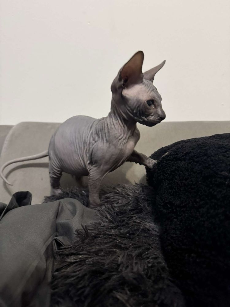 kot lysy kocur kot kanad  , kotek