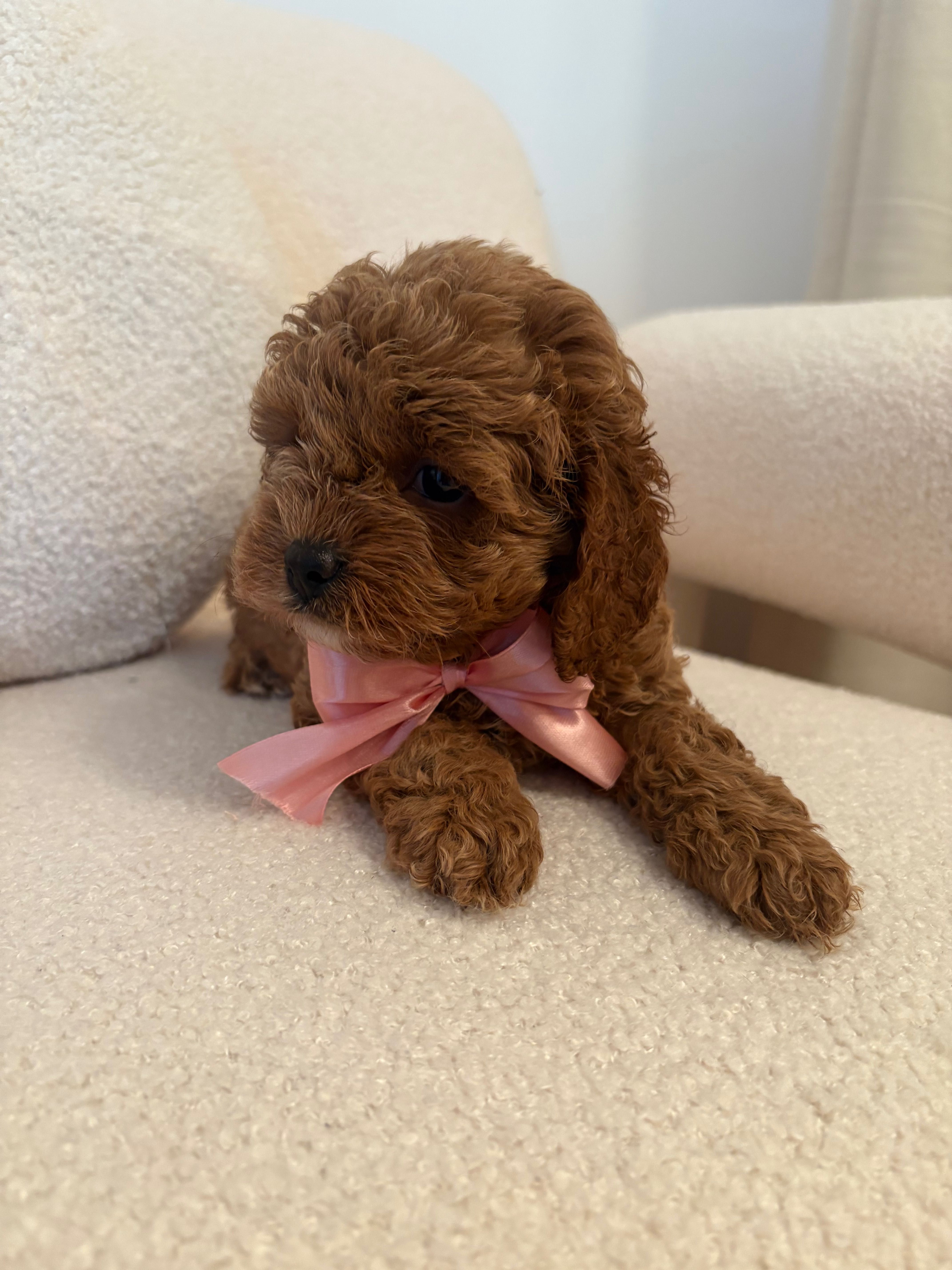 Cavapoo suczka red