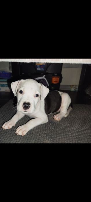 Продам цуценят Амстафа