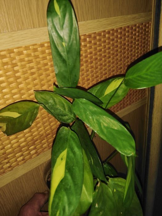 Продам калатея, строманта, маранта та ктенанта .