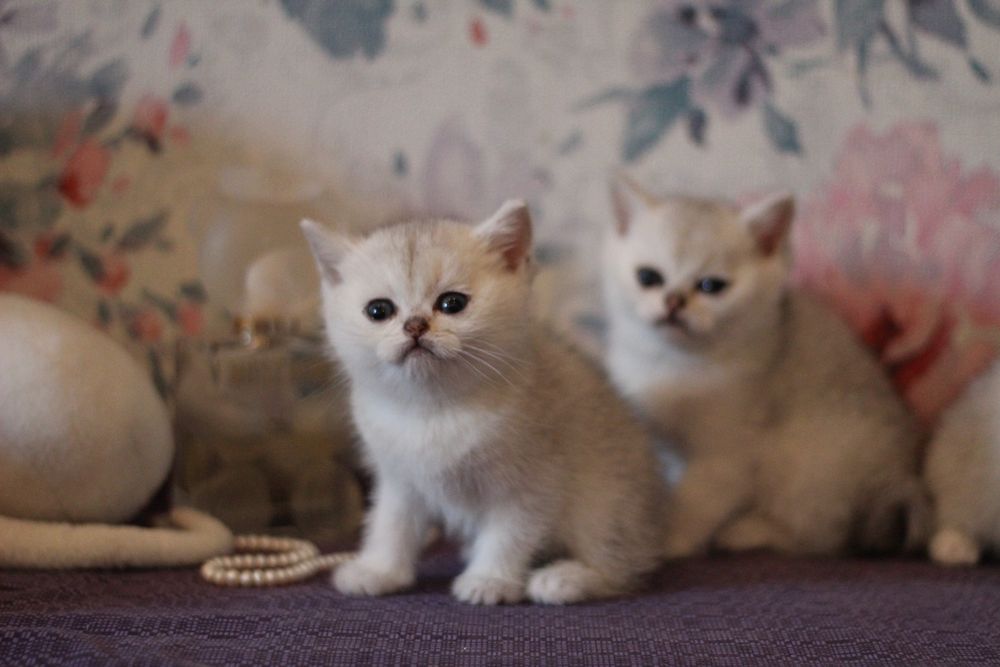 Детки серебристая шиншилла