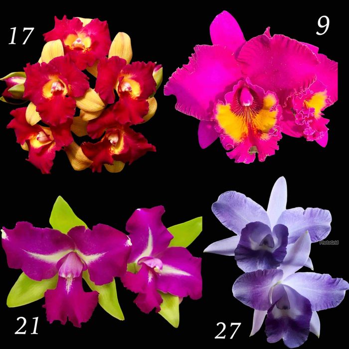 Орхідеї - каттлеї, дендробіуми — екзотика з Азії!