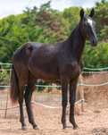 Poldra Puro Sangue Lusitano (1 ano)