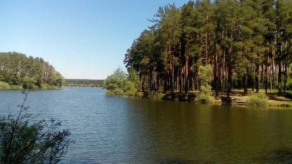Земельный участок возле базы Соича в сосновом лесу на берегу