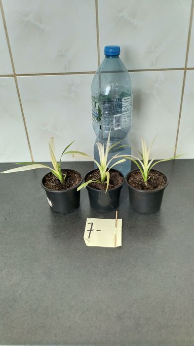 Sadzonki PANDAN jadalny
