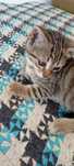 Para doação 2 gatinhas super fofas