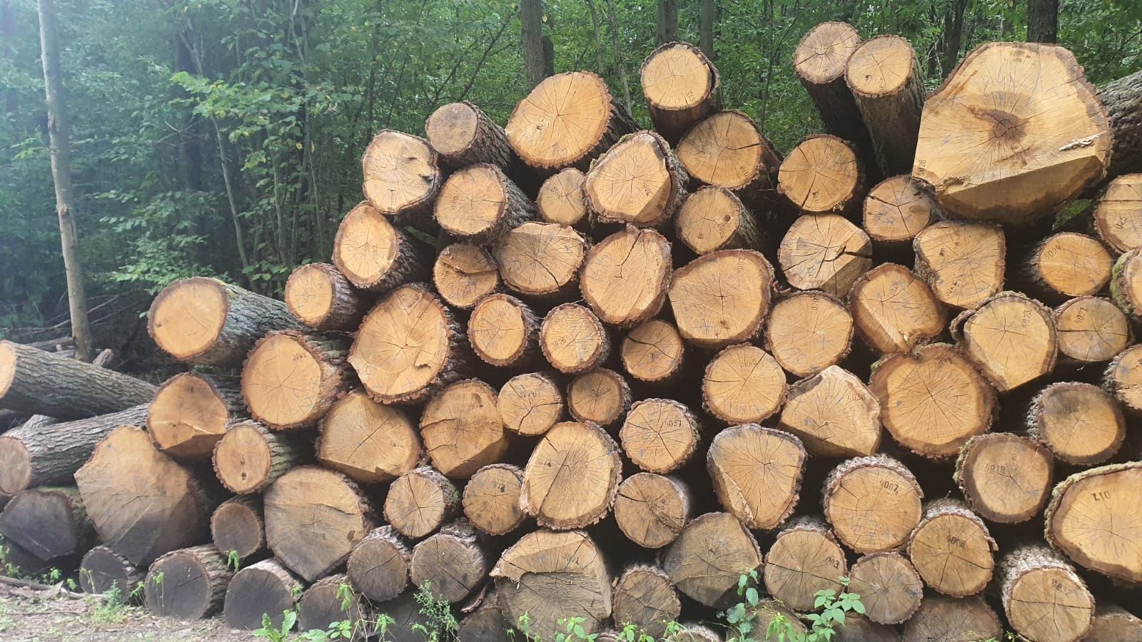 Drewno dąb, topola, olcha tartaczna  na pniu kłoda