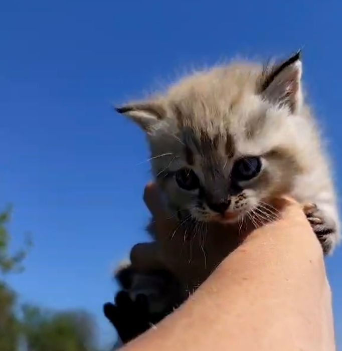 Котик ,окрас шоколадный таби