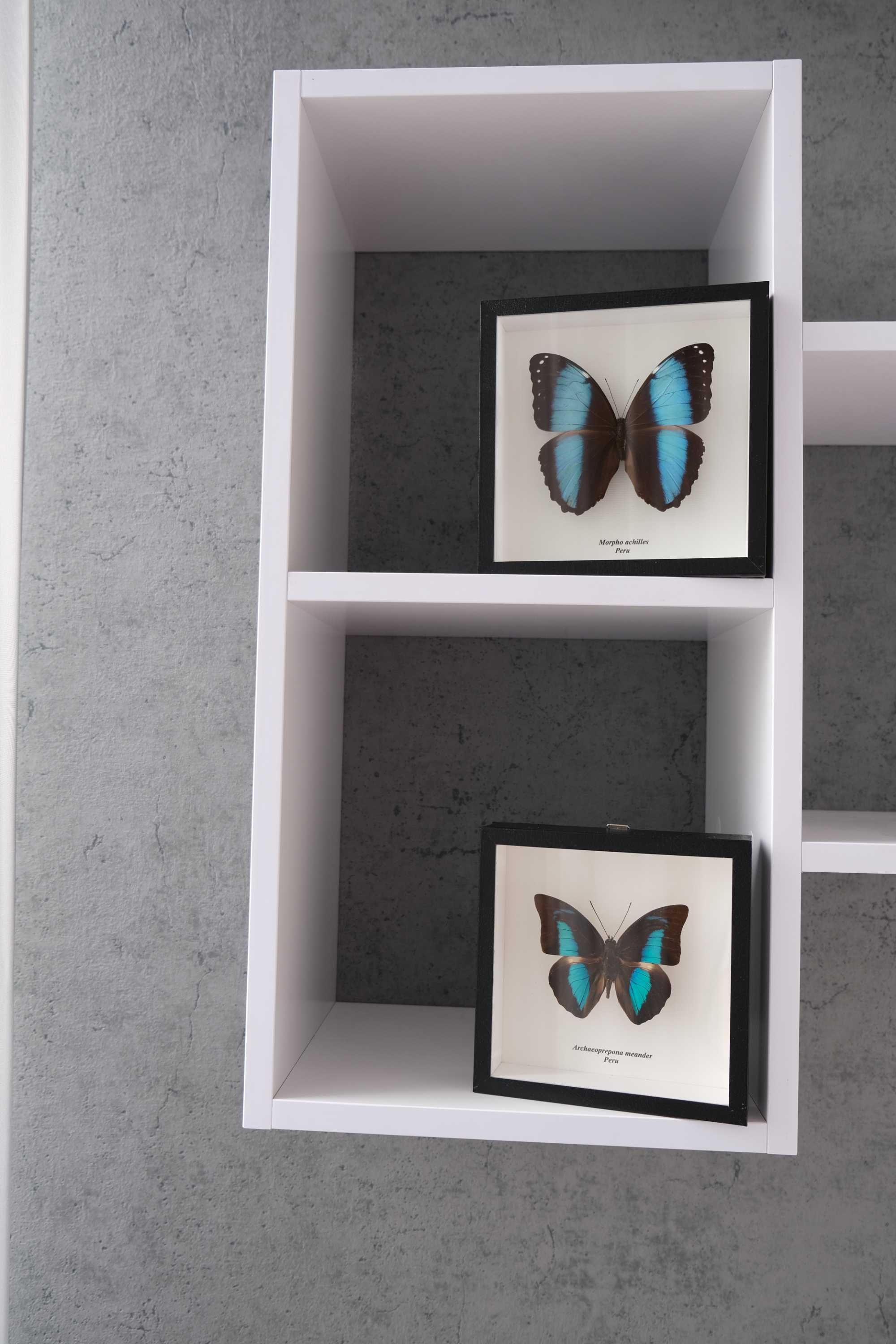 Сувениры из тропических бабочек Morpho achilles Перу