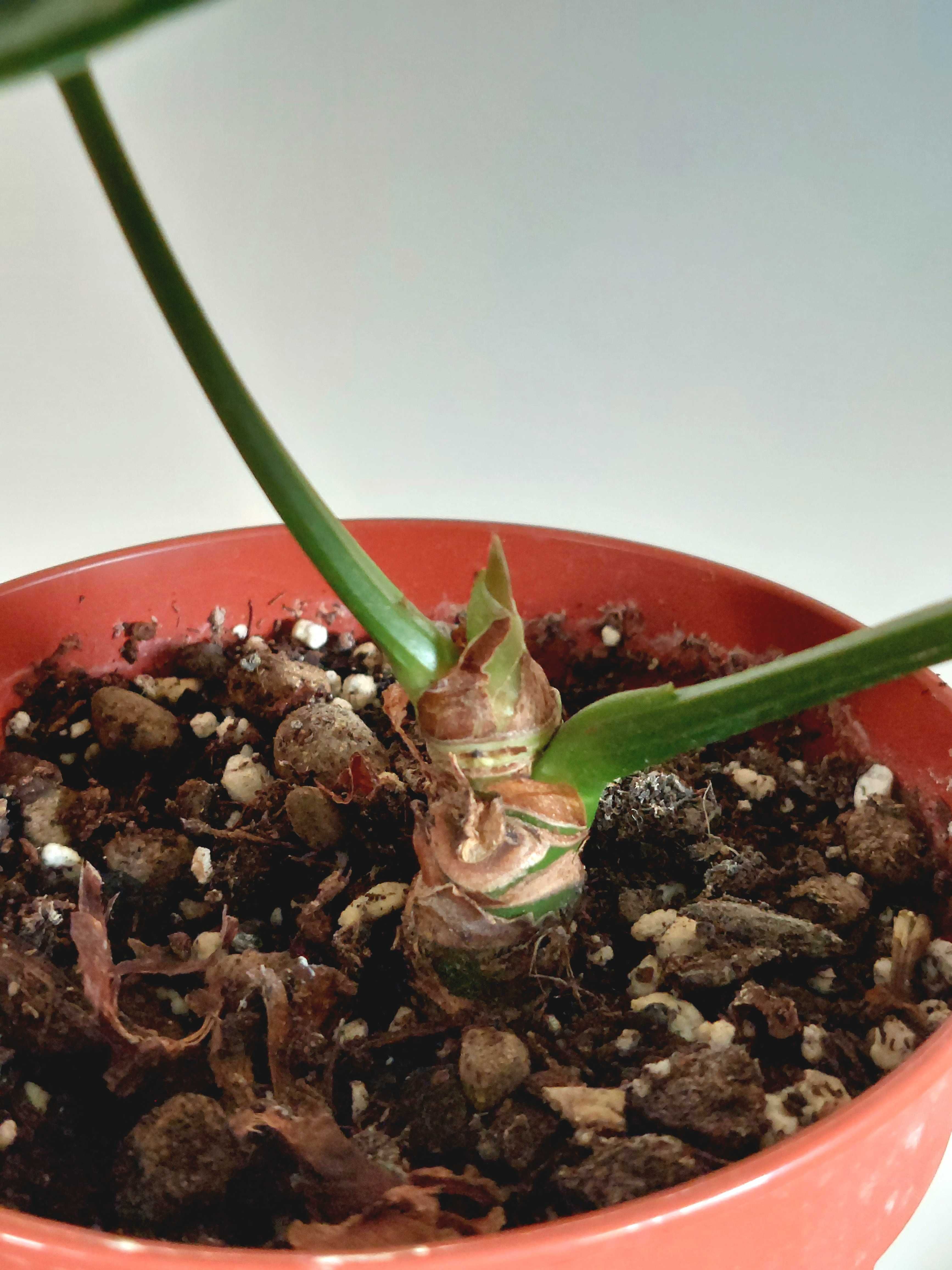 Planta Anthurium 'Silver Blush'