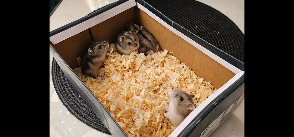 Chomiki dżungarskie miniaturki małe