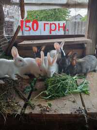 Продам домашніх кролів