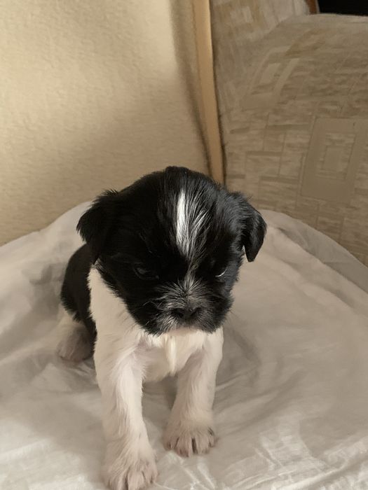 Pieski Shih Tzu o barwie Bicolor