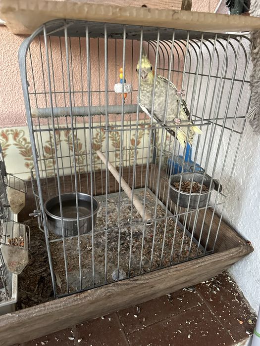 Caturras femeas uma delas mansa + gaiola grande