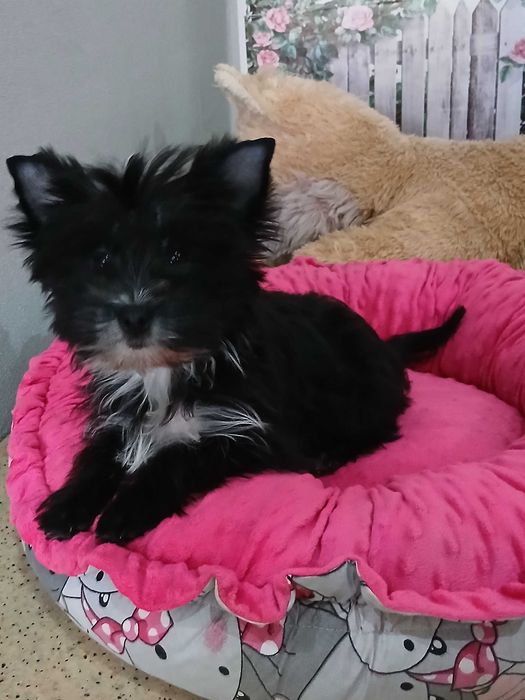 Yorkshire terrier chłopczyk Hugo