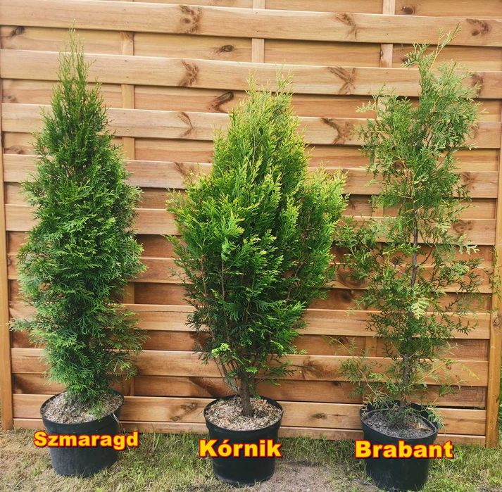 Thuja Smaragd Szmaragd zagęszczana sadzenie transport 100% przyjęcia