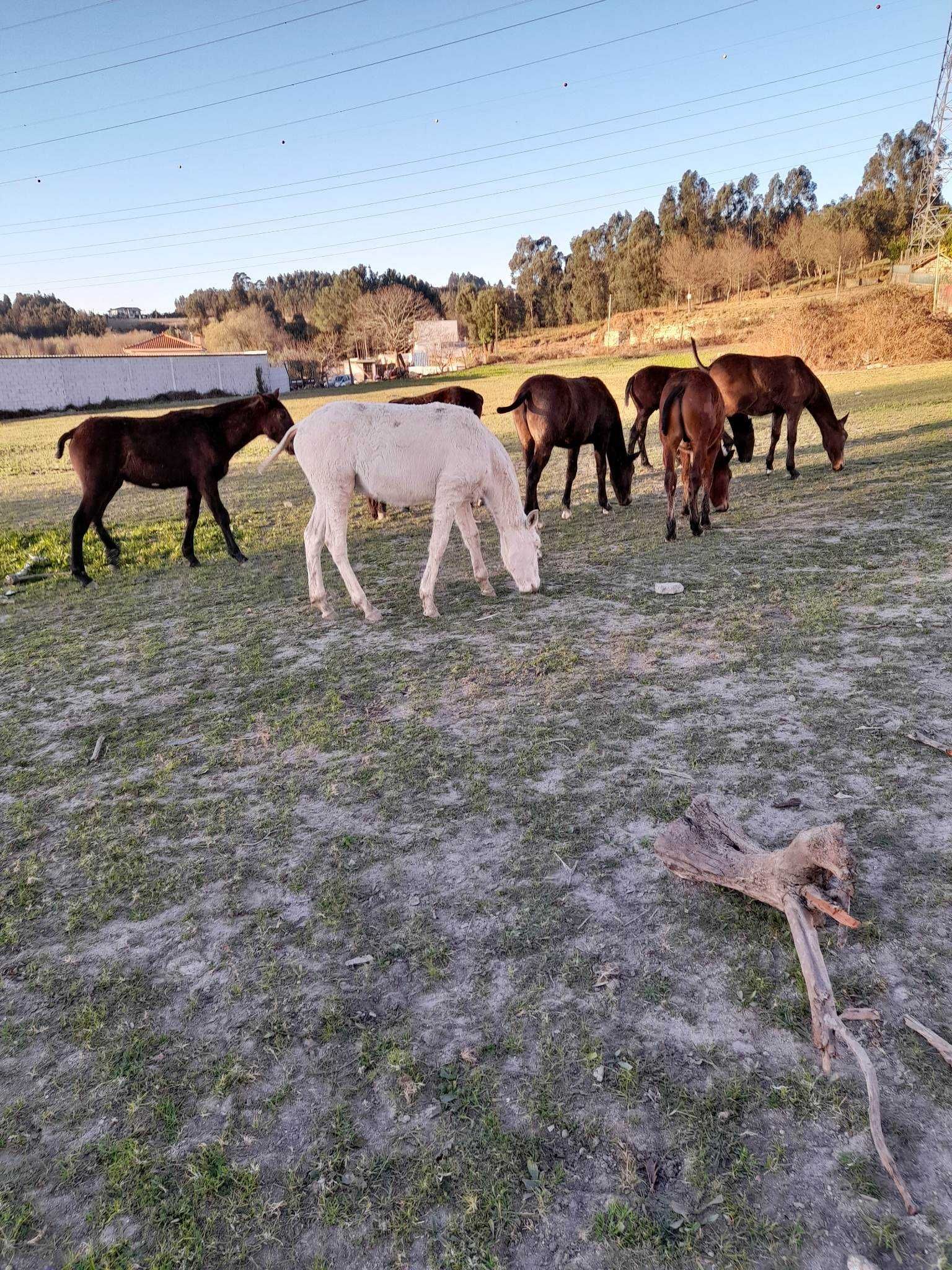 poldros  novos  cavalos  eguas   prenhas  LUZITANOS