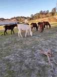 poldros  novos  cavalos  eguas   prenhas  LUZITANOS   fazemos  credito