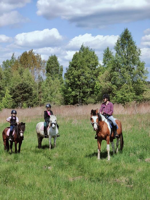 Klacz kuc, sport rekreacja, hodowla