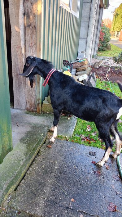 Kozioł anglonubijski