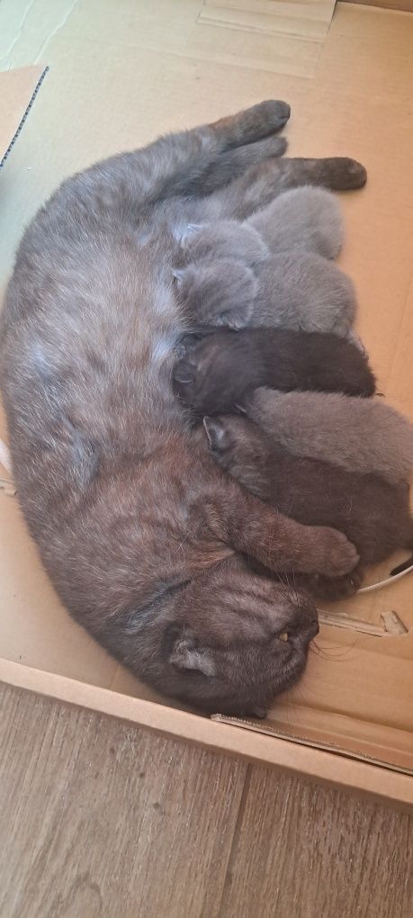 Котята вислоухие