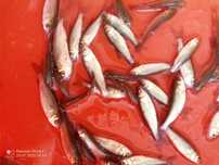 Amur 5 cm po 45 groszy , karp lin karaś wegorz