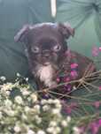 Śliczna Czekoladowa Chihuahua Długowłosa