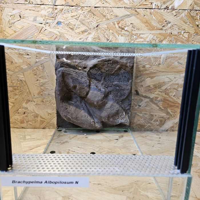 Terrarium udekorowane