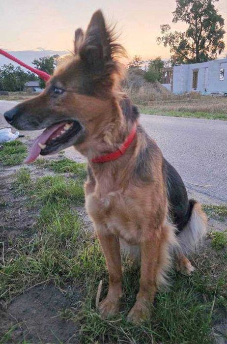 RAJA bardzo prosi o dom