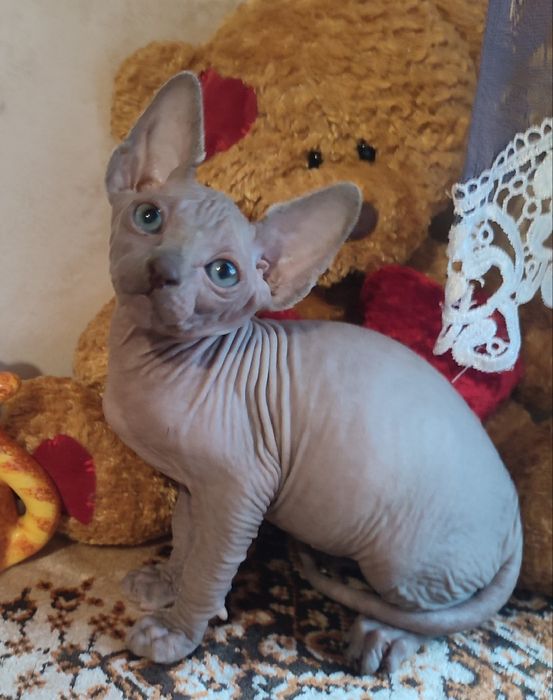 Котенок сфинкс мальчик