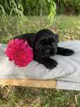 Piesek czarny shih tzu