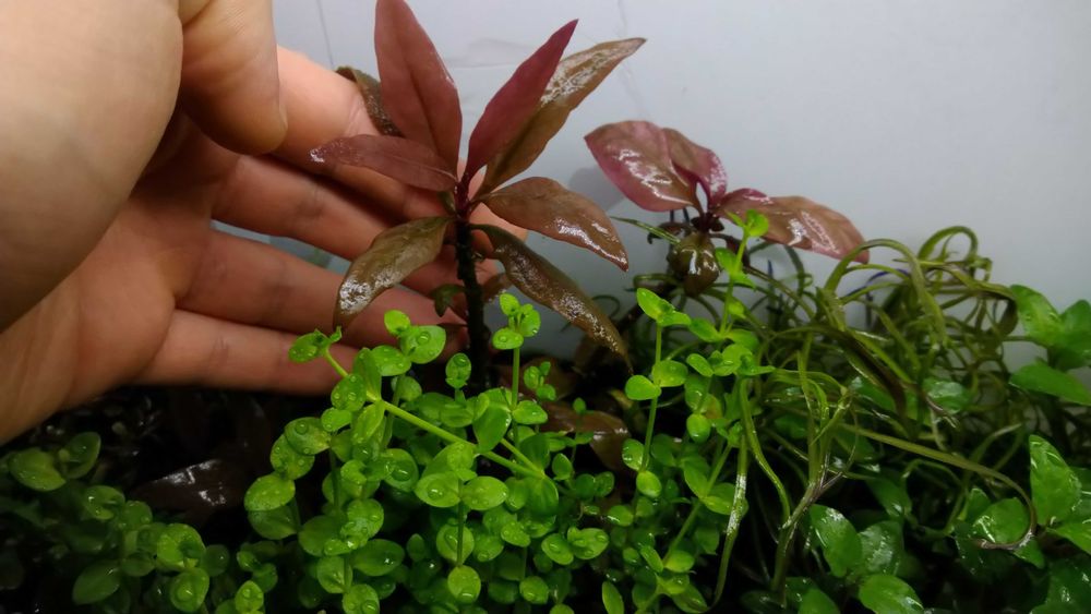 100g Rosahumus nawóz dla każdych roślin