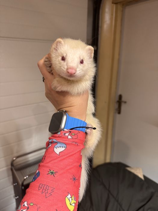 Fretka - samica albino mloda REZERWOWANA