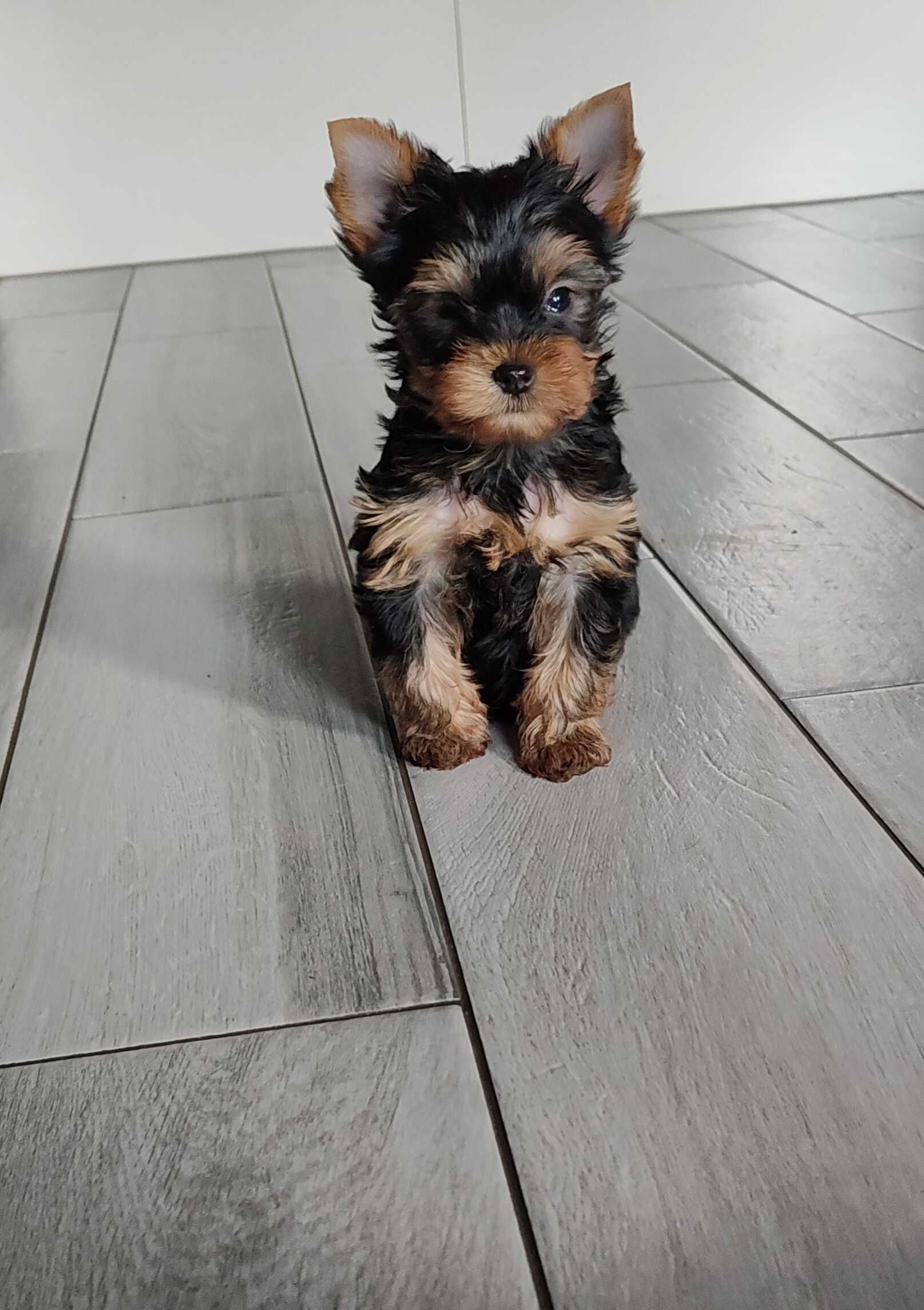 Yorkshire terrier zkwp fci