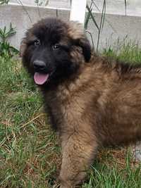 Cachorro Serra da Estrela com Lop