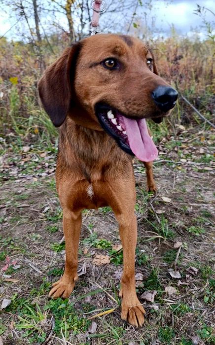 Trufel gorąco poleca się do adopcji...