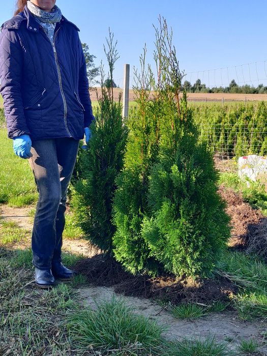 Tuja szmaragd 100 cm z gruntu, gęsta, kopana na zamówienie.