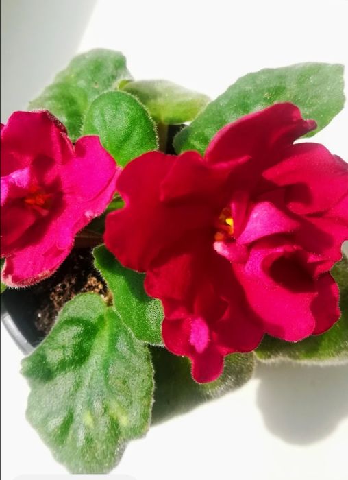 Кімнатні квіти фіалки