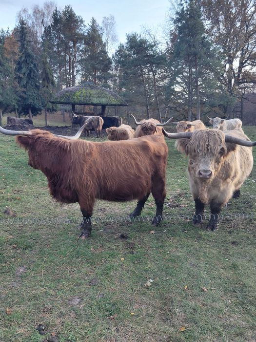 Sprzedam bydło szkockie.